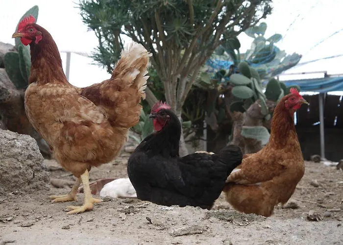 Eco Holidays Cave House Justine Hébergement de vacances Granadilla De Abona