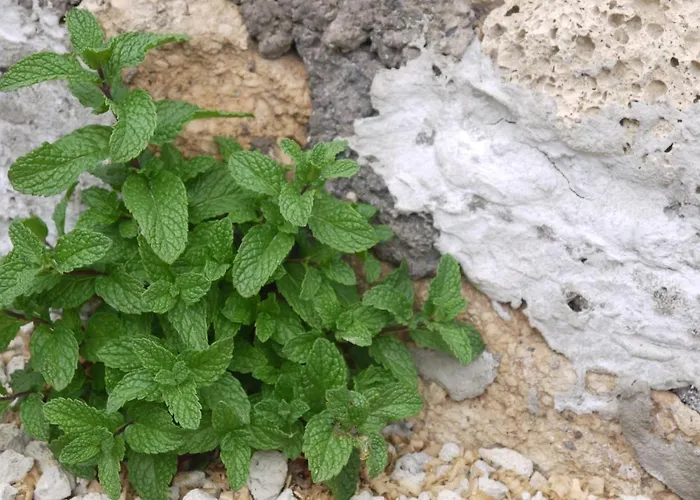 Eco Holidays Cave House Justine Гранадилла-де-Абона