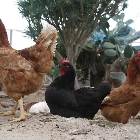 Eco Holidays Cave House Justine Casa de Férias Granadilla De Abona